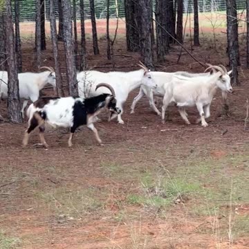 Before we had goats, you couldn't see through the trees.