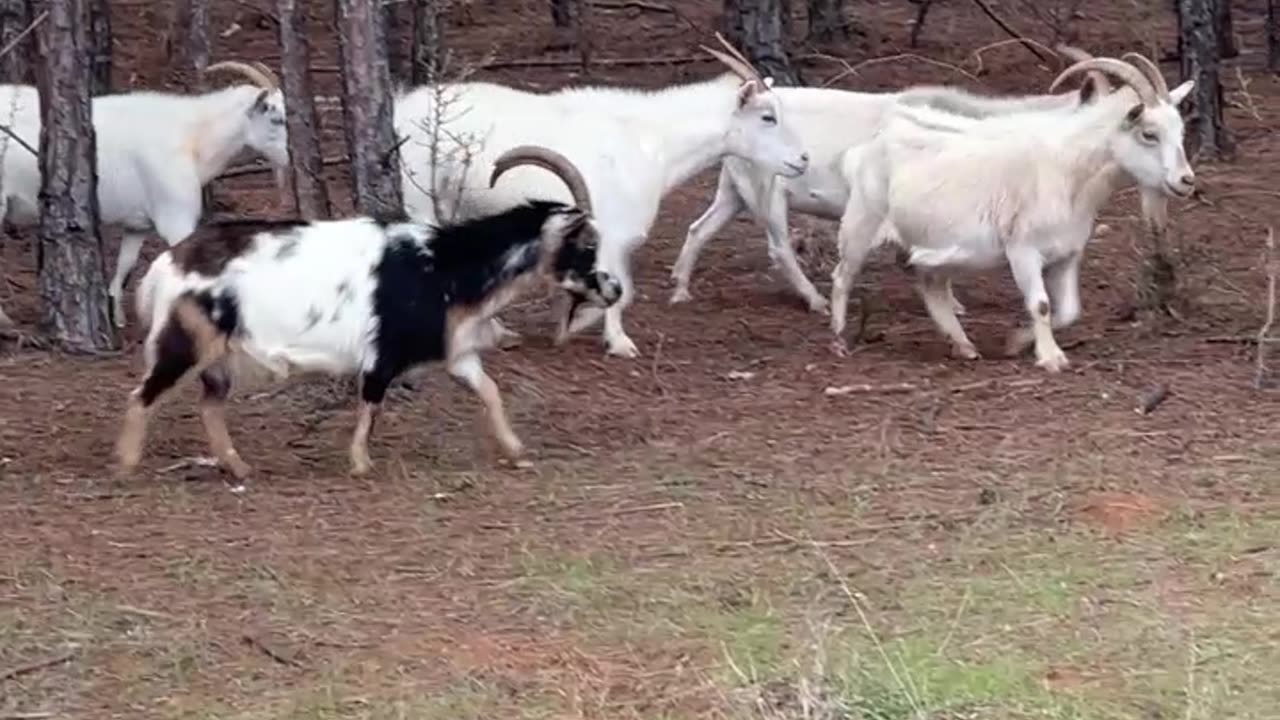 Before we had goats, you couldn't see through the trees.