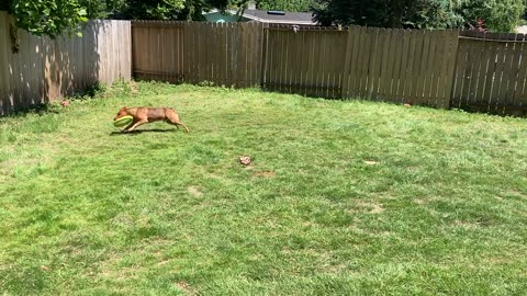 backyard hangout 23908430298432098