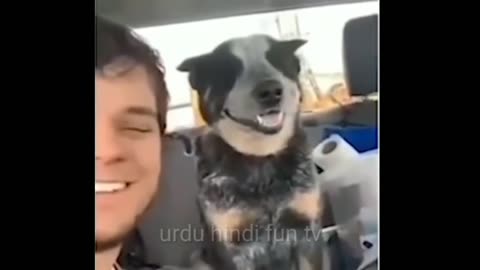 Best Funny Cute Animals 🐾🤣 | Adorable & Hilarious Moments