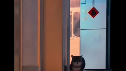 What Scares A Mother Cat Searching For Her Baby? #shorts #tiktok #comedy #cats #kittens