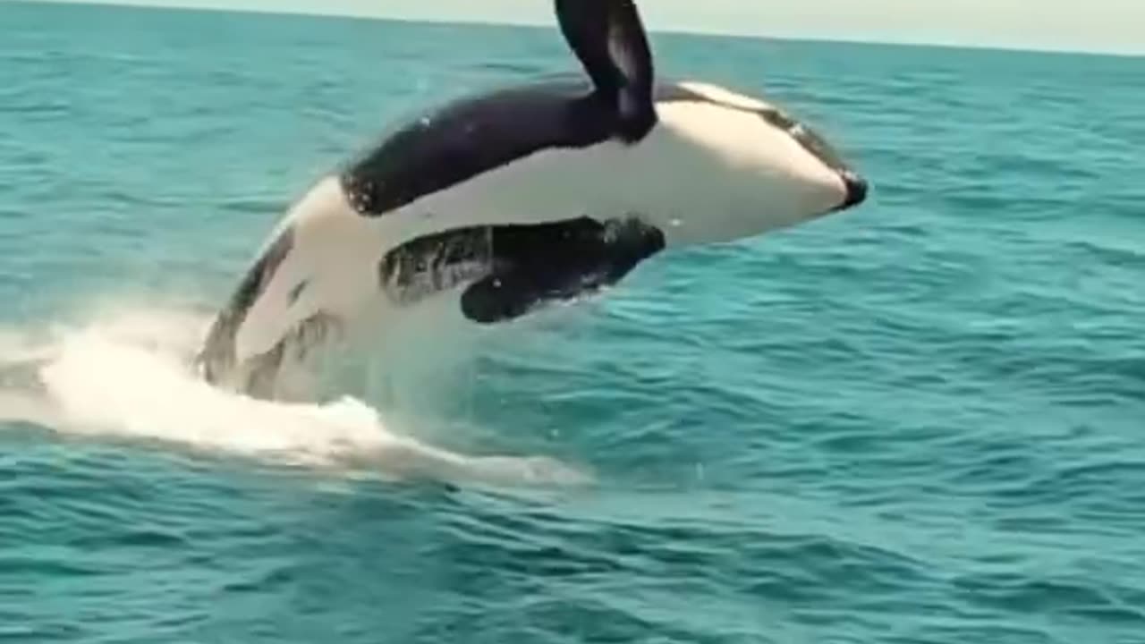 Amazing Orcas – Epic Moments Compilation