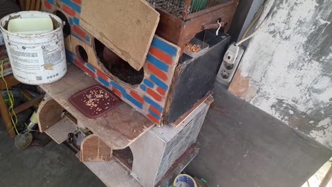 Morning Flight with My Racing Pigeons