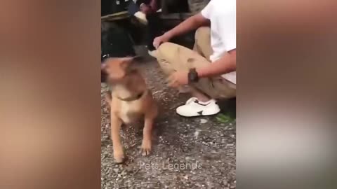 Funny Animal video