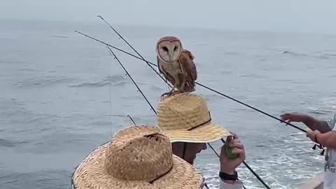 Barn Owl Rests on Sea-Goer's Straw Hat