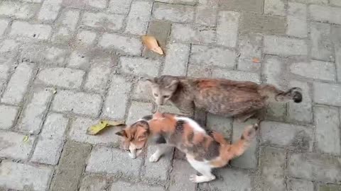 Chasing Shadows: Cat Games in the Garden