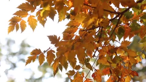 Listening to soft music by our beloved trees