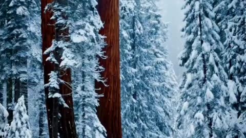Beauty of winter ❄️❤️ Nature 4K videos 🌎