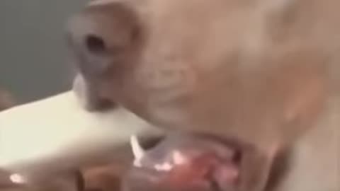 If You Don’t Laugh, You’re Not Human – Funny Animal Clips Compilation