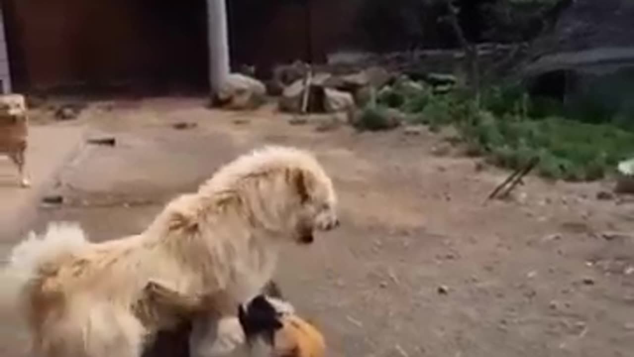 animals