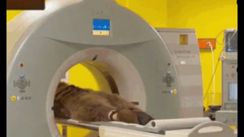 Istanbul Zoo’s Bear Okan Undergoes MRI at Cerrahpaşa After Falling Ill