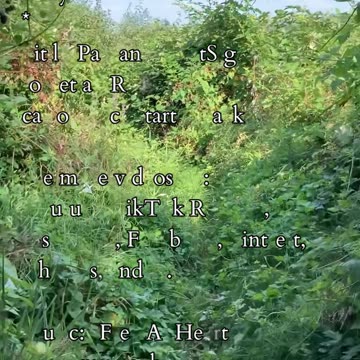 Core of the Flame | Path and Tarot Reading