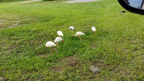 Hungry bird's