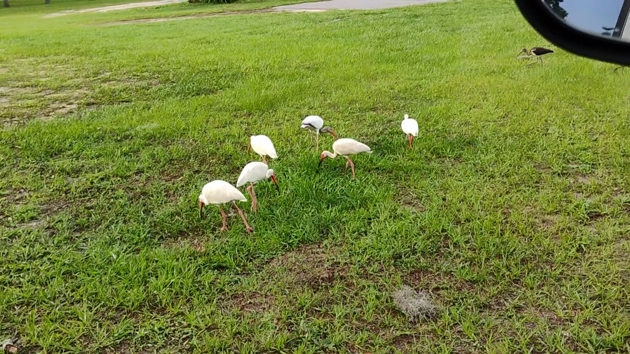 Hungry bird's