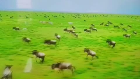 Unreal Sight: Endless Wildebeest Storm the Plains 🐃🌪️ | Nature’s Greatest Show!