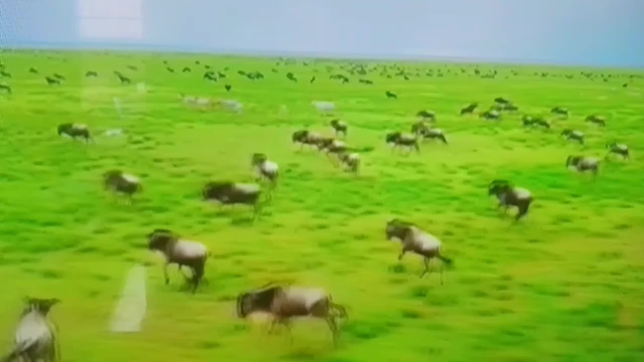 Unreal Sight: Endless Wildebeest Storm the Plains 🐃🌪️ | Nature’s Greatest Show!