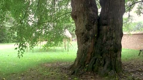 What is the Oldest Tree on George Washington's Estate¿