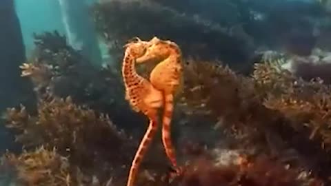 DIVER CAPTURES SEAHORSE EGG TRANSFER