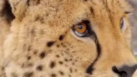 Mr beast vs Cheetah racing challenges 🏁🔴💸