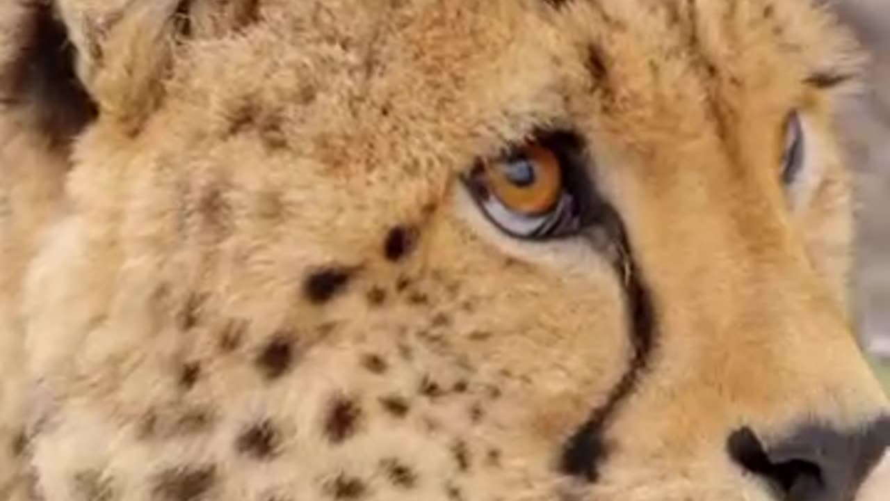 Mr beast vs Cheetah racing challenges 🏁🔴💸