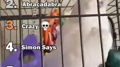 Ranking The Best Parrot Moments