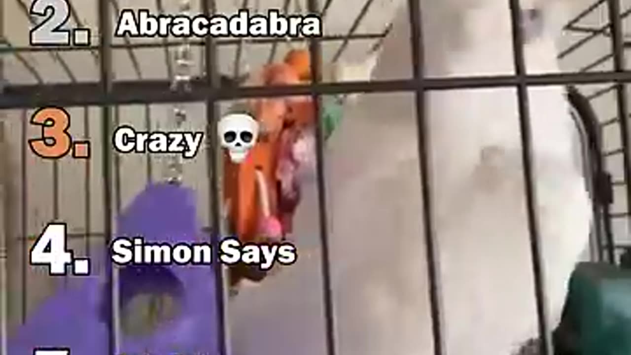 Ranking The Best Parrot Moments