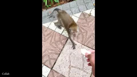 funniest-animals-of-may--best-animal-compilation-2025