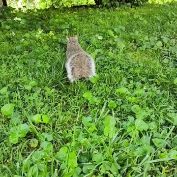 Shake it to the max (Trend)😂🤣