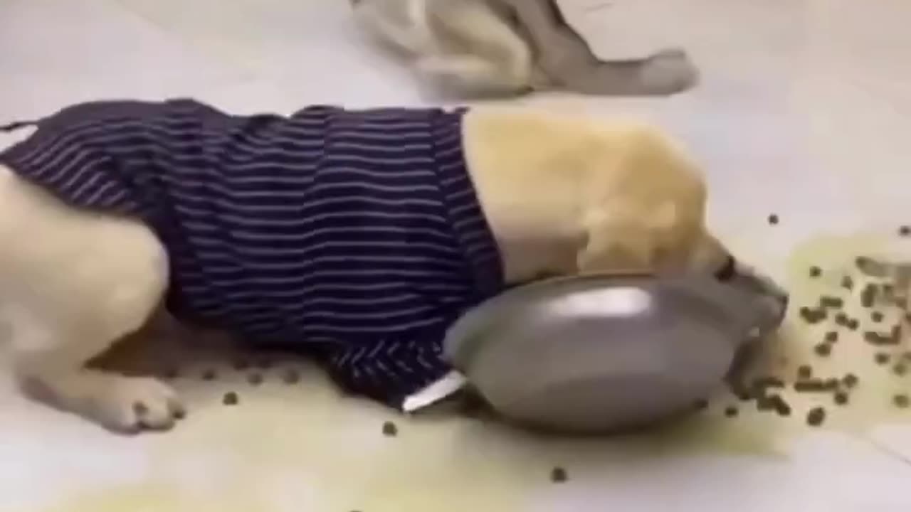 That dog is too greedy!
