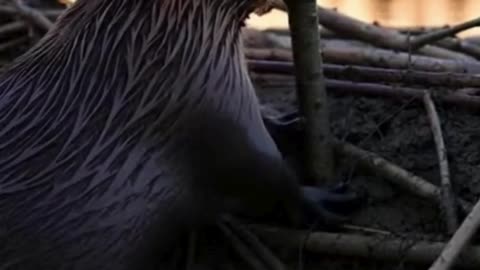 🦫🏗️ This Beaver Builds Like an Engineer… Nature Is Genius 😮✨
