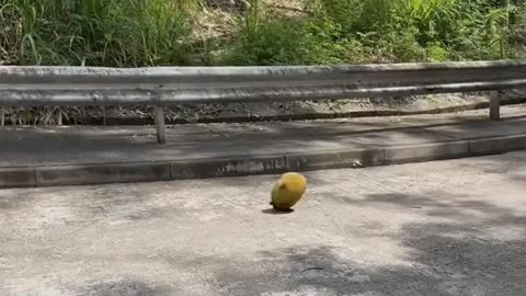 🤣🍈 Jackfruit Emergency! My Jackfruit People Need Me | FunFM