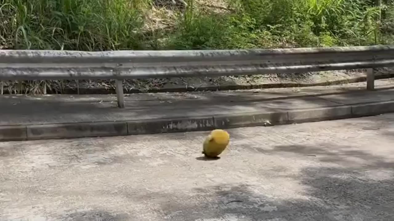 🤣🍈 Jackfruit Emergency! My Jackfruit People Need Me | FunFM