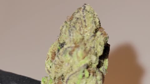 Obama Runtz THCA Flower