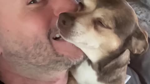 Sweet Dog Demands Nibbles