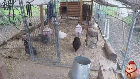 Chicken Live Stream