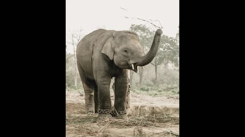 #The Vanishing Elephant by Haruki Murakami#