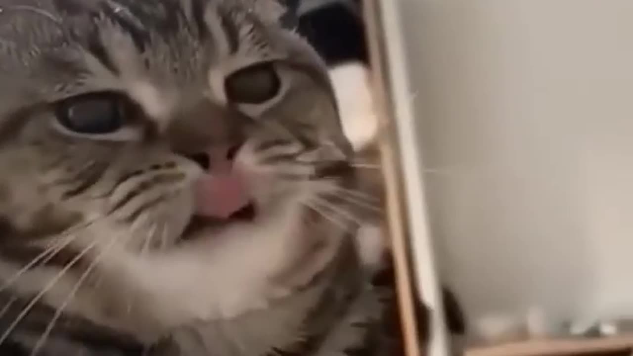funny cat fails