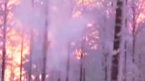 El invierno hace 'estallar' árboles en EE.UU. y el suceso enloquece las redes