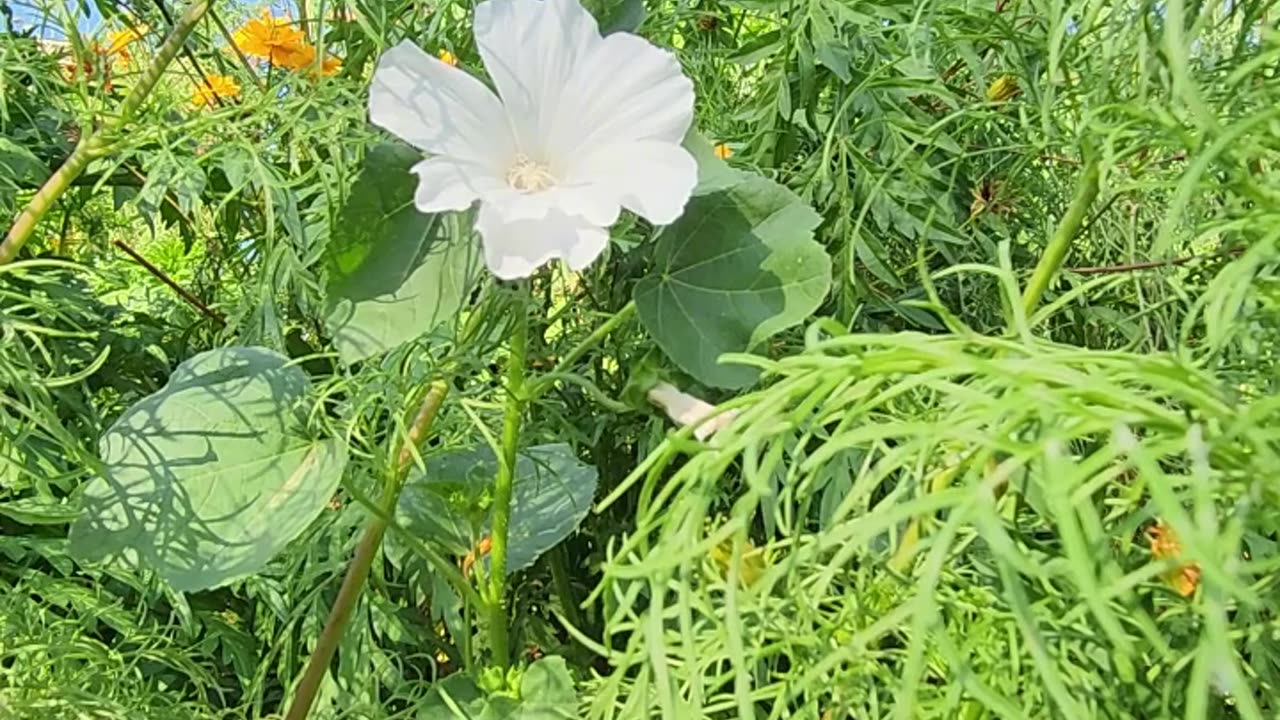 "The Prettiest Scene, Just have to Share it." "Scene 6"