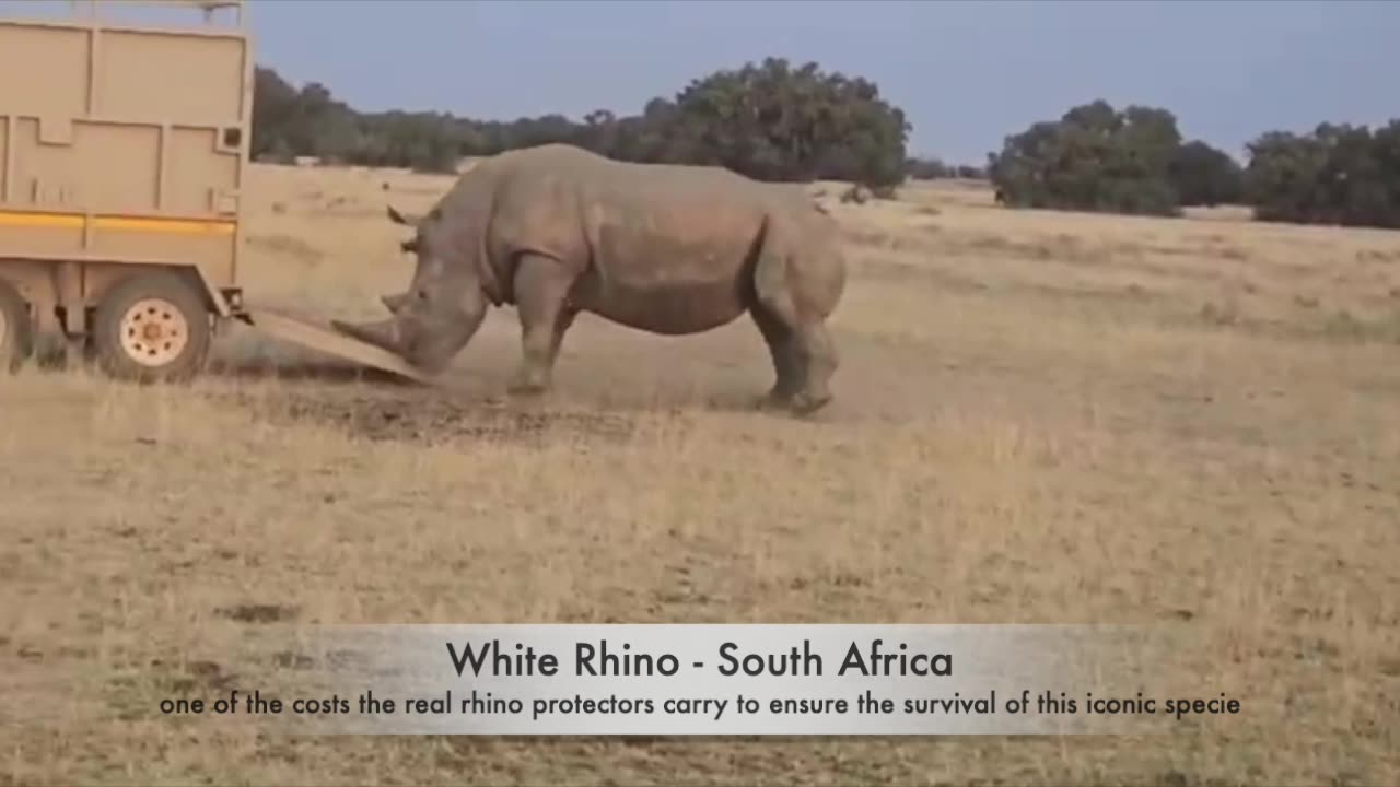 The Brute Power of a Rhino