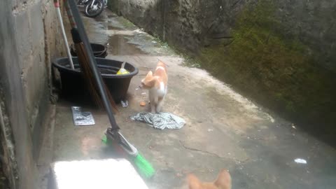 KIO and BIO playing