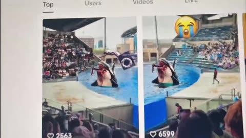 dolphin et jessica accident ! jessica radcliffe dolphin video / Last video in hospital