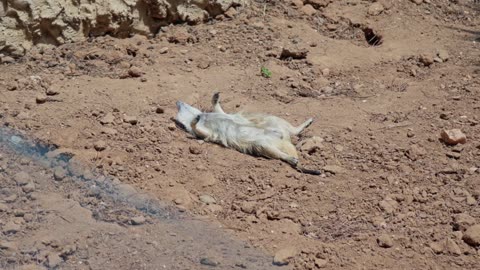 Meerkat Serenade