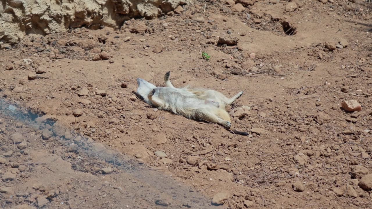 Meerkat Serenade