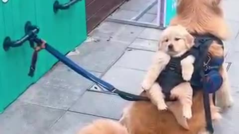 dog, cute dog, funny dog, puppy, pet videos,
