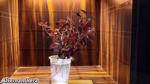 Water-Growing Plants | Without Water