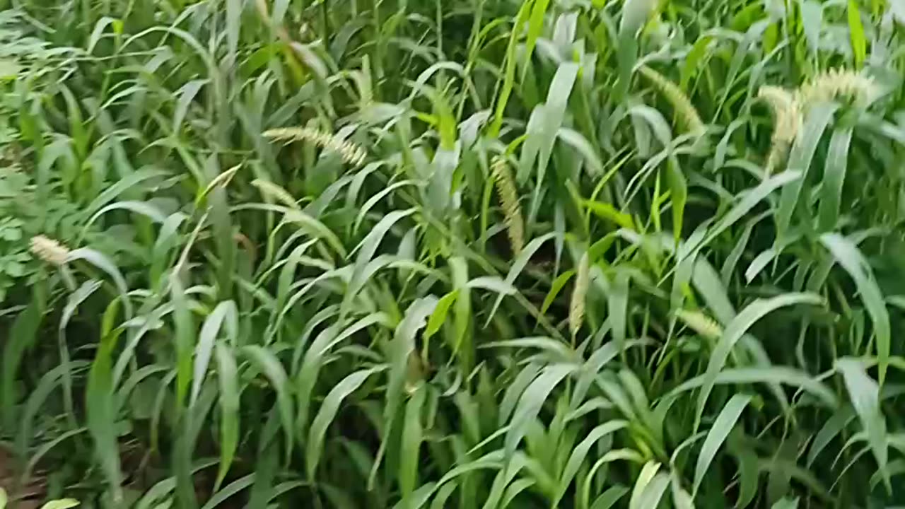 Nature