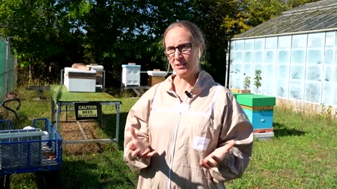 How a new 'superfood' could help honeybees 
