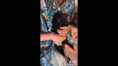 Funny Dog Injection