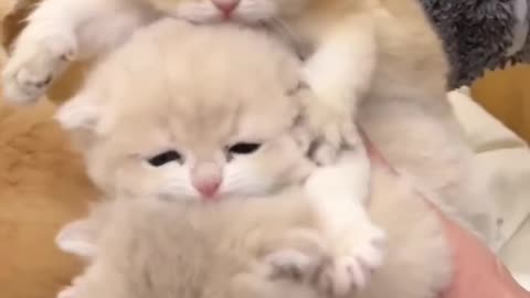 Ultimate Cute Cat Compilation – Try Not to Laugh!